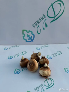 Крокус «Вангуард» (5 штук)