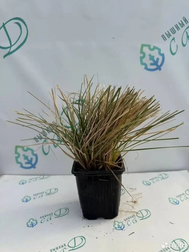 КОРТАДЕРИЯ РОЗОВАЯ